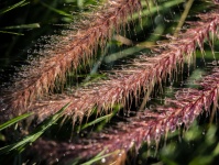 Fountain Grass Holding Water
