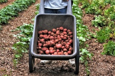 Batatas recém cavadas no carrinho