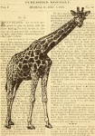 Girafa ilustração vintage