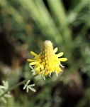 Golden Prairie Clover Wildflower