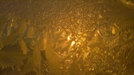 Golden Window Frost