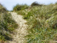 Grassy sandy path to the beach