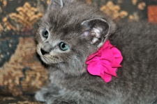 Gray Kitten with Pink Bow