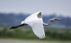 飛行中のGreat Egret