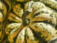 Green and White Gourd