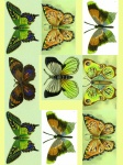 Зеленый коллаж из бабочек