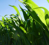 Zelené kukuřičné stopky