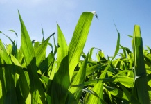 Zelené kukuřičné stopky
