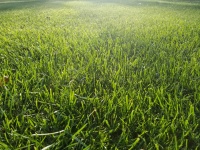 Ecran de iarbă verde