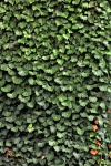 Green Ivy on Wall Background
