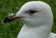 Gulls Head Up Close