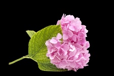 Hydrangea Flower Pink