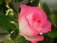 Wizerunek Różowej Róży