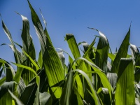 Inside a Corn Maze