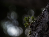 Wzrost bonsai Juniper