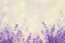 Lavendel Blumen Hintergrund