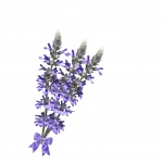 Lavender Flowers Isolated