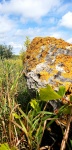 Lichen acoperă rocă într-un câmp