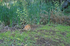 Klein bruin konijntje op groen gras