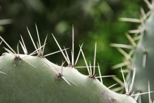 Lange cactusdoornen