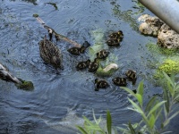 Mama Duck Baby Ducks
