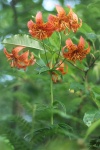 Michigan Lily