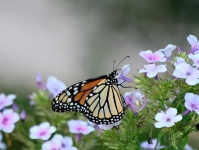 Monarch Butterfly Background
