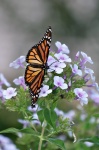 Mariposa monarca en flores púrpuras
