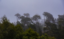 Monterey Pines In Fog Bank