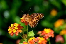 Papillon papillon dans un jardin