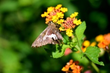 Papillon papillon dans un jardin