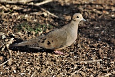 Mourning Dove Close-up