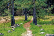 Narrow Path in Forest