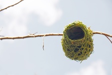 Novo ninho de tecelão verde na primavera