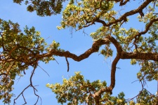 Branches de chêne et ciel bleu