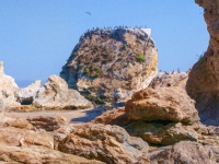 Ocean Rocks And Pelicans