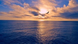 Oceaan zonsondergang