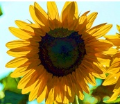Oil Painting Large Sunflower