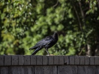 One Black Crow