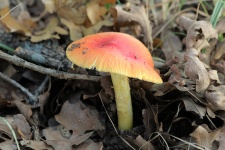 Оранжевый гриб Amanita в листьях