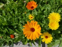 Pomarańczowe i żółte kwiaty nagietka