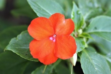 Orange Impatiens Bloom Close-up