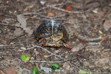 Ornate Box Turtle 3
