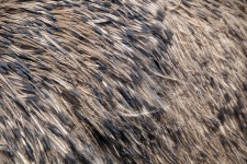 Ostrich Feathers Background