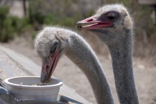 Ostriches eating