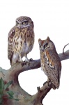 Owl Watercolor Painting Clipart