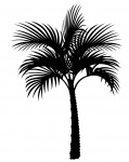 Clipart sylwetka drzewa palmowego