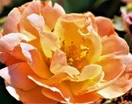 Peach Colored Rose Close-up