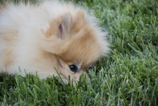 Peek-A-Boo Pomeranian