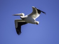 Pelicano em vôo